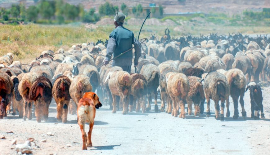 Bakhtiari Nomads