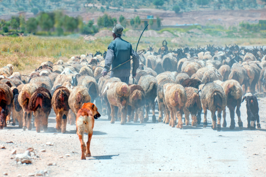 Bakhtiari Nomads