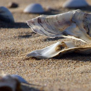 Astara Oyster Beach North Iran