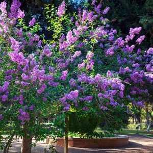 Eram Botanical Garden Shiraz