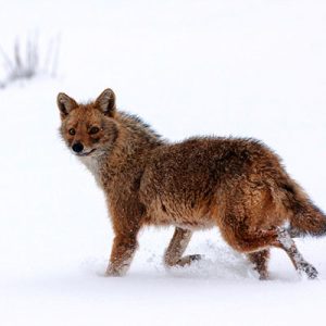 Golestan National Wild Park