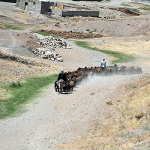 Kurdistan Nomads