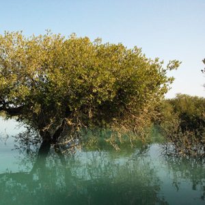 Mangrove forest of Persian Gulf, Iransense Travel Agency