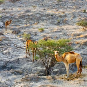 Camels Of Qeshm Island , Iransense Travel Agency