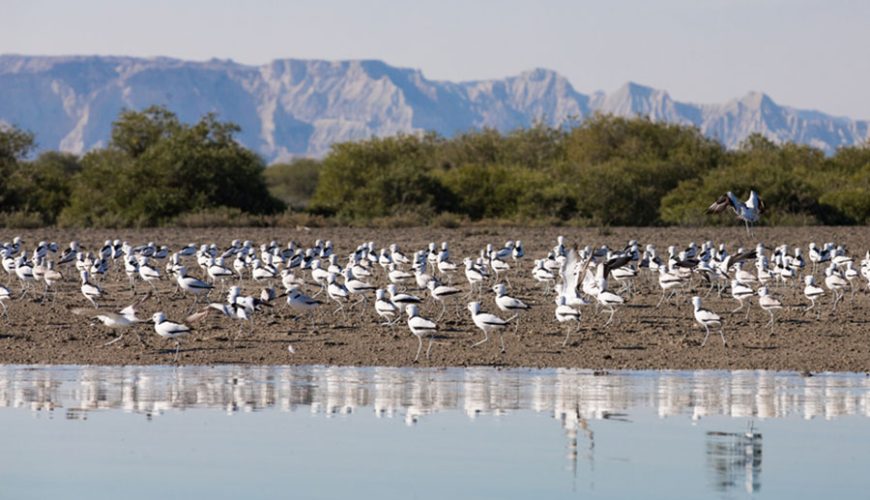 View Of Qeshm Island Bird , Iransense Travel Agency