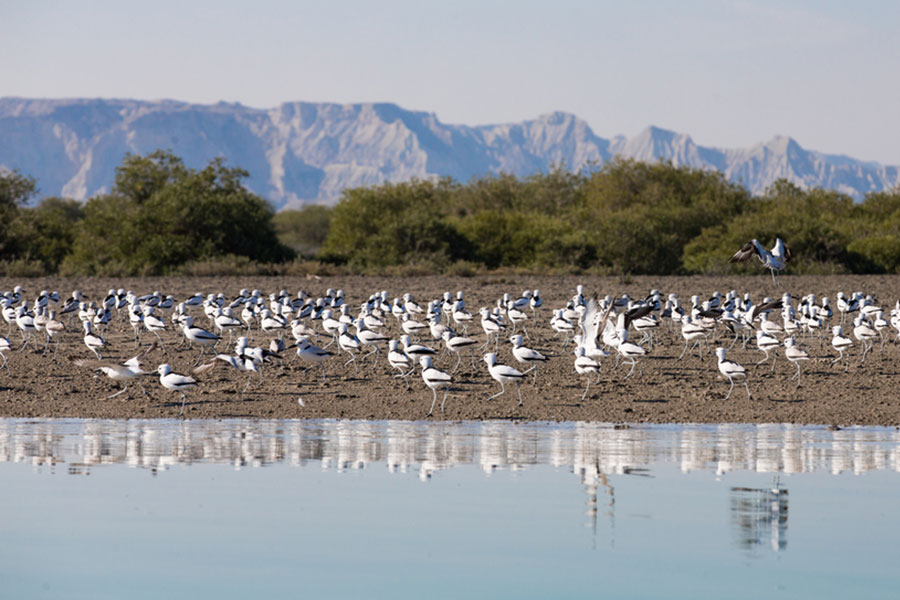 View Of Qeshm Island Bird , Iransense Travel Agency