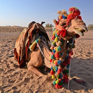 Camel Seat On Lut Desert