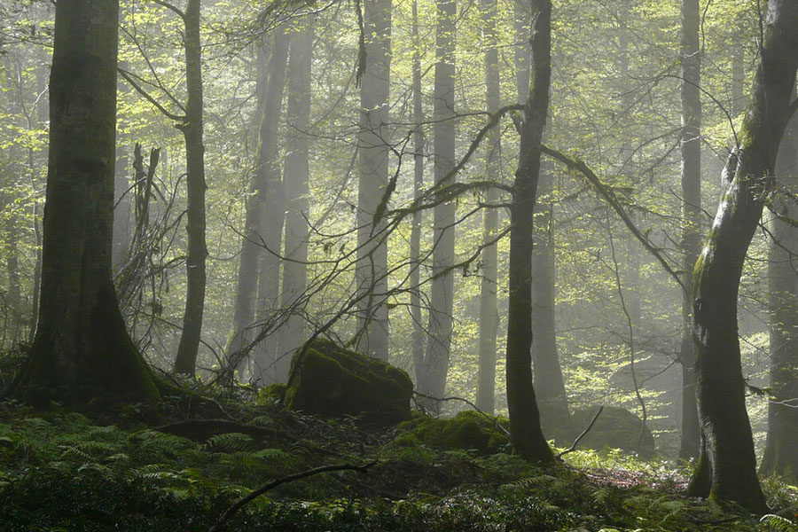 Hyrkani Forest