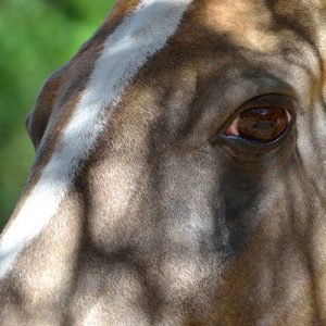 A Face Turkmen Horse, Iransense Travel Ageency