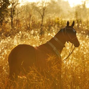 View Of Turkmen Horse