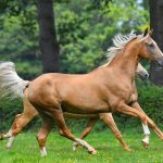 A Golden Akhal Teke Turkman Thoroughbred Horse, Iransense Travel Agency