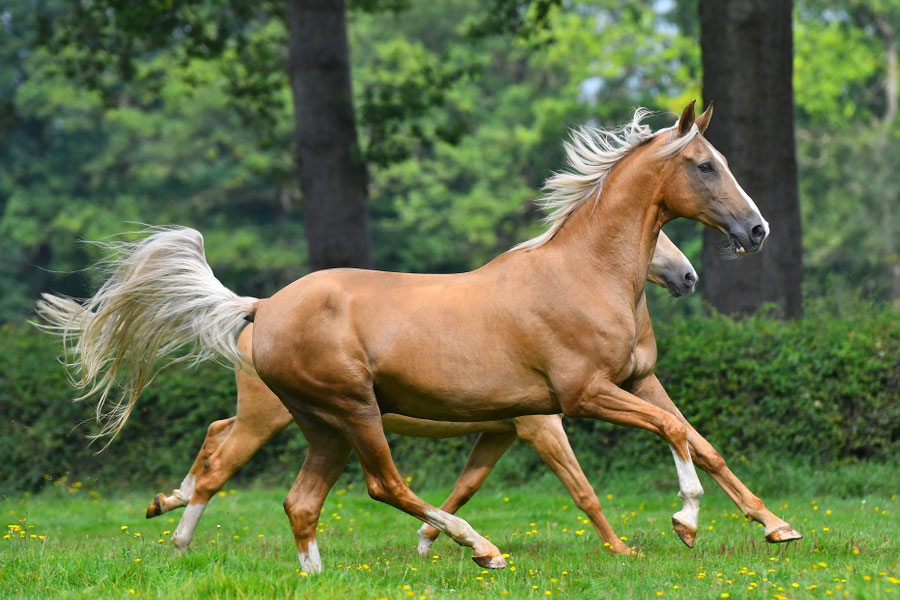 A Golden Akhal Teke Turkman Thoroughbred Horse, Iransense Travel Agency