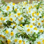 Iranian Narcissus Flower Field, Best Iran Tour