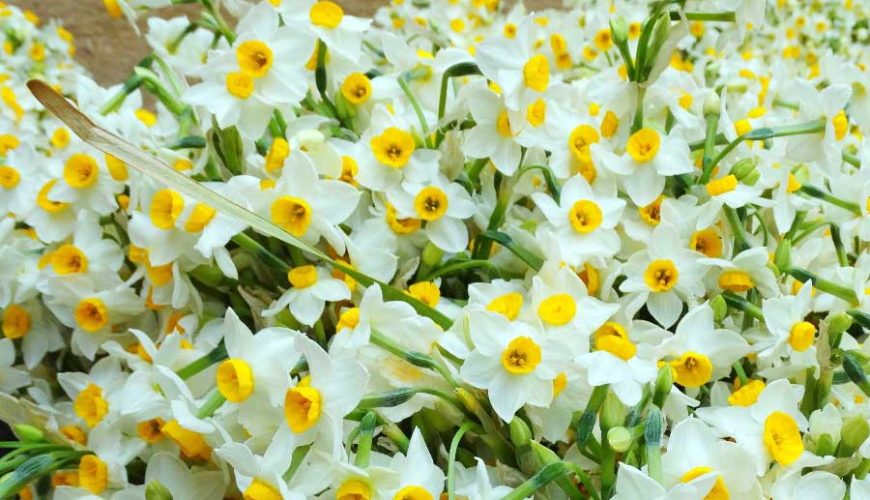 Iranian Narcissus Flower Field, Best Iran Tour