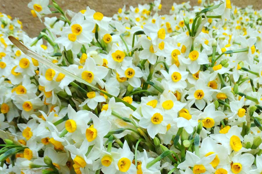 Iranian Narcissus Flower Field, Best Iran Tour